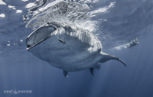 This Whale Shark kept her eye on me as she was curving by... by Ken Kiefer 